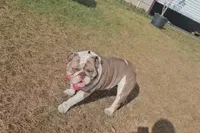 Little Clyde, a male English Bulldog for sale in Lake City, FL – Photo 2 of 5