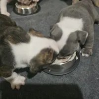 Delilah, a female English Bulldog for sale in Lake City, FL – Photo 2 of 4