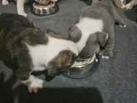 Delilah, a female English Bulldog for sale in Lake City, FL – Photo 2 of 4