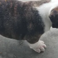 Delilah, a female English Bulldog for sale in Lake City, FL – Photo 1 of 4