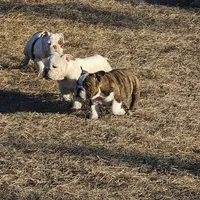Delilah, a female English Bulldog for sale in Lake City, FL – Photo 4 of 4