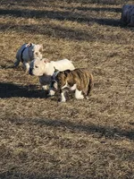 Delilah, a female English Bulldog for sale in Lake City, FL – Photo 4 of 4