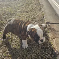 Delilah, a female English Bulldog for sale in Lake City, FL – Photo 3 of 4