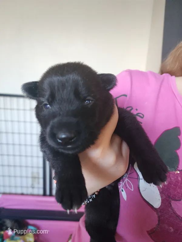 Candy – German Shepherd Dog puppy for sale in Palm Harbor, FL