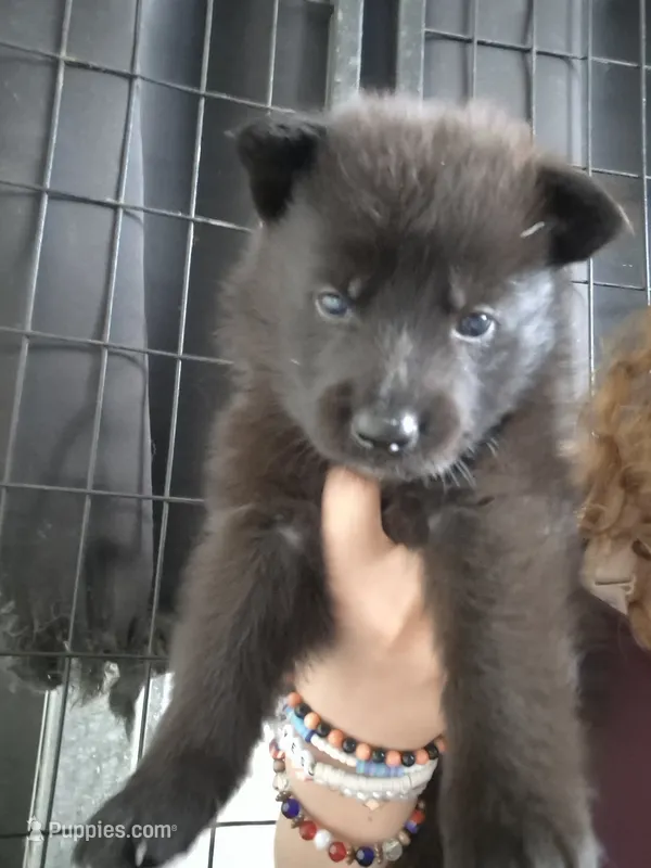 Walker – German Shepherd Dog puppy for sale in Palm Harbor, FL
