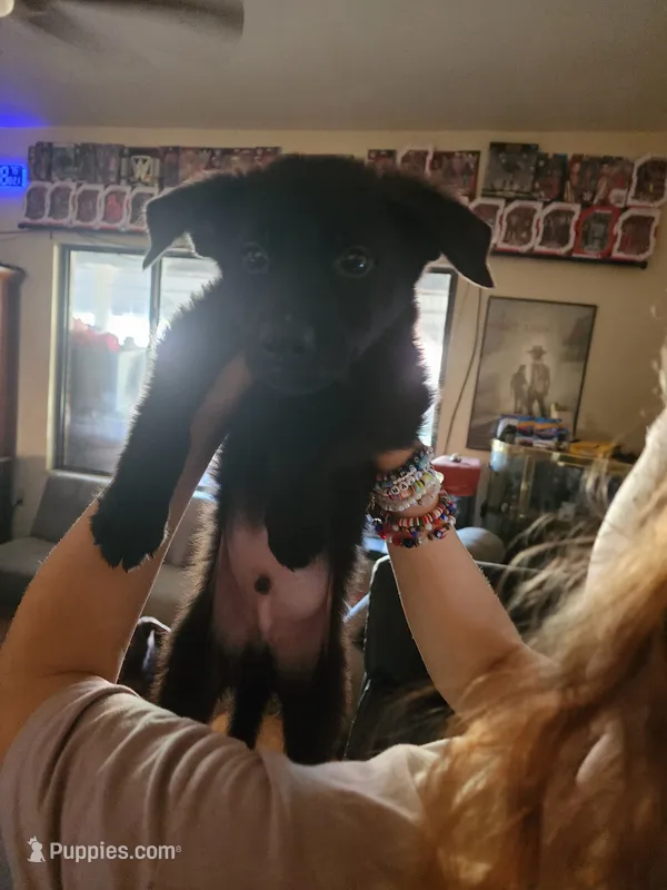 Monster – German Shepherd Dog puppy for sale in Palm Harbor, FL