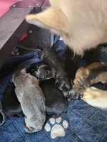 Pumpkin 🎃 , a female German Shepherd Dog for sale in Palm Harbor, FL – 2 of 2