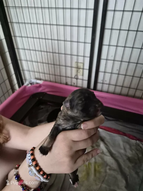 Sage 🐶 – German Shepherd Dog puppy on hold in Palm Harbor, FL