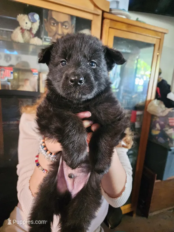 Zombie – German Shepherd Dog puppy for sale in Palm Harbor, FL