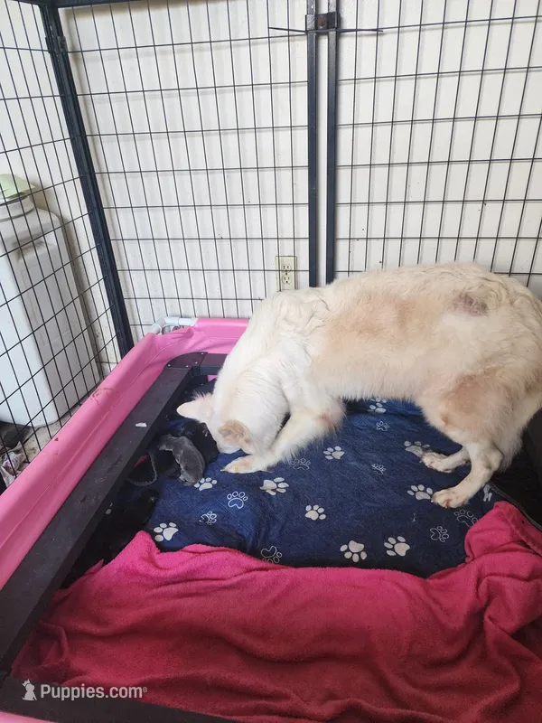 Pumpkin 🎃  – German Shepherd Dog puppy for sale in Palm Harbor, FL