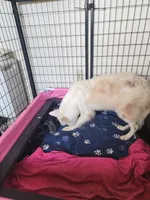 Pumpkin 🎃 , a female German Shepherd Dog for sale in Palm Harbor, FL – 1 of 2