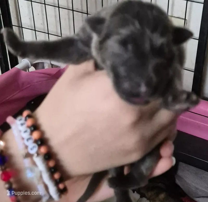 Nova (Very rare blue) – German Shepherd Dog puppy for sale in Palm Harbor, FL