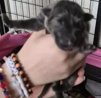 Nova (Very rare blue), a female German Shepherd Dog for sale in Palm Harbor, FL – 1 of 3
