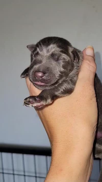Nova 🐕‍🦺🦮, a female German Shepherd Dog for sale in Palm Harbor, FL – 2 of 2