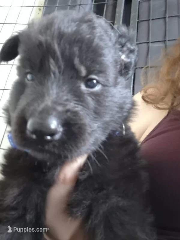 Zombie – German Shepherd Dog puppy for sale in Palm Harbor, FL