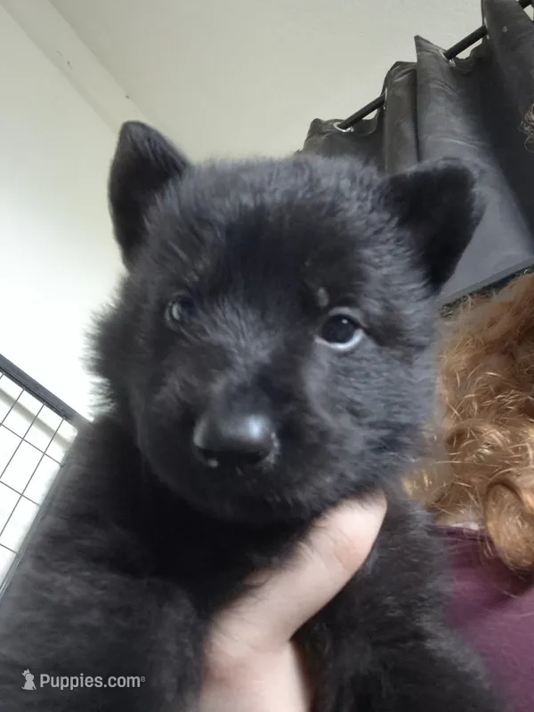 Candy – German Shepherd Dog puppy for sale in Palm Harbor, FL