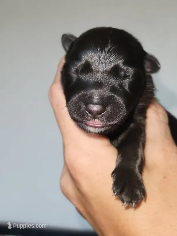 Sweet Potata 🐶 – German Shepherd Dog puppy for sale in Palm Harbor, FL