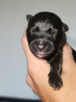 Sweet Potata 🐶, a female German Shepherd Dog for sale in Palm Harbor, FL – 1 of 3