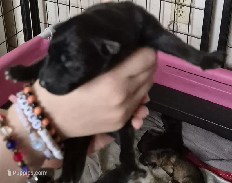 Candy – German Shepherd Dog puppy for sale in Palm Harbor, FL