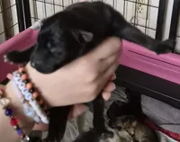 Candy, a female German Shepherd Dog for sale in Palm Harbor, FL – 1 of 4