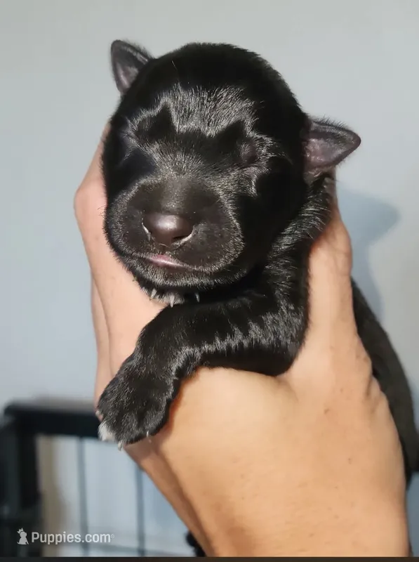Wishbone 🦴 – German Shepherd Dog puppy for sale in Palm Harbor, FL