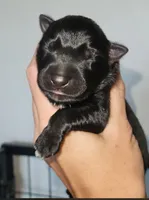 Wishbone 🦴, a male German Shepherd Dog for sale in Palm Harbor, FL – 1 of 3