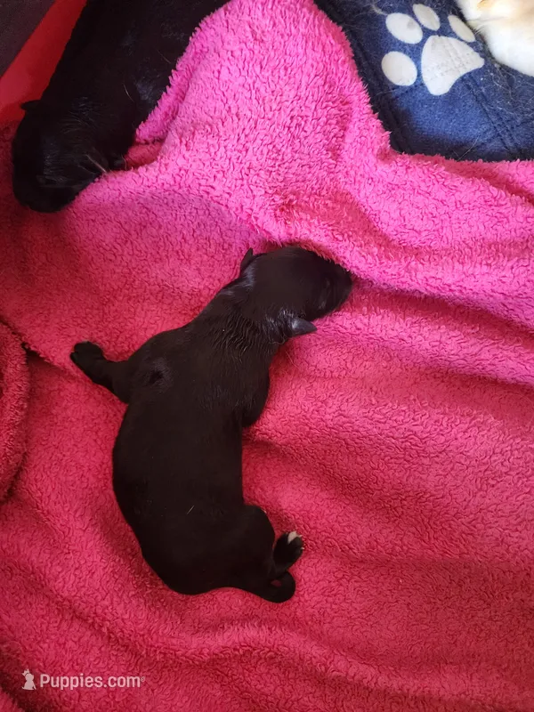 Biscuit 🫓 – German Shepherd Dog puppy for sale in Palm Harbor, FL