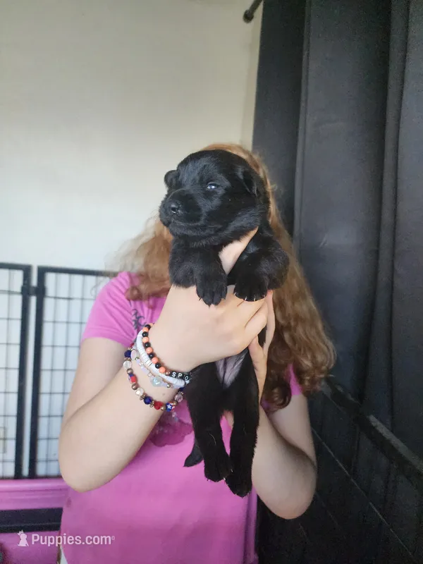 Walker – German Shepherd Dog puppy for sale in Palm Harbor, FL