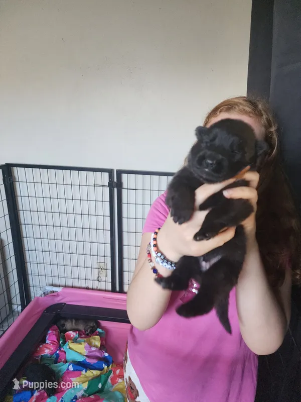 Ghost – German Shepherd Dog puppy for sale in Palm Harbor, FL