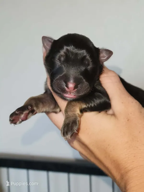 Pumpkin 🎃  – German Shepherd Dog puppy for sale in Palm Harbor, FL