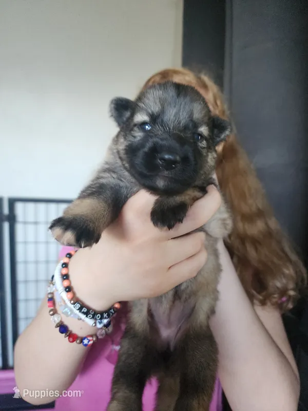 Sage 🐶 – German Shepherd Dog puppy for sale in Palm Harbor, FL