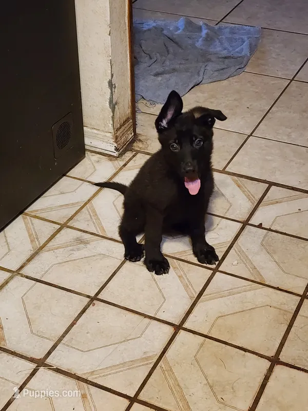 Monster – German Shepherd Dog puppy for sale in Palm Harbor, FL