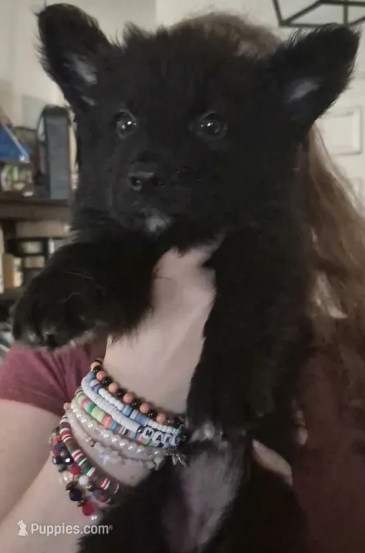 Candy – German Shepherd Dog puppy for sale in Palm Harbor, FL