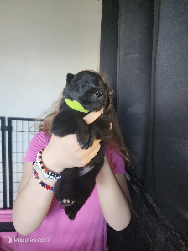 Monster – German Shepherd Dog puppy for sale in Palm Harbor, FL