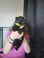 Monster, a male German Shepherd Dog for sale in Palm Harbor, FL – 1 of 5
