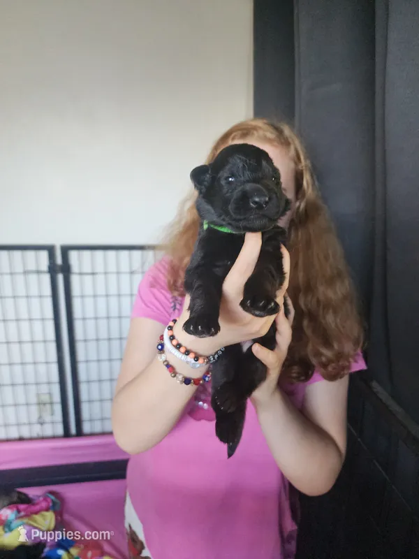 Zombie – German Shepherd Dog puppy for sale in Palm Harbor, FL