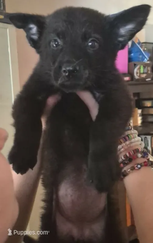  Boo – German Shepherd Dog puppy for sale in Palm Harbor, FL