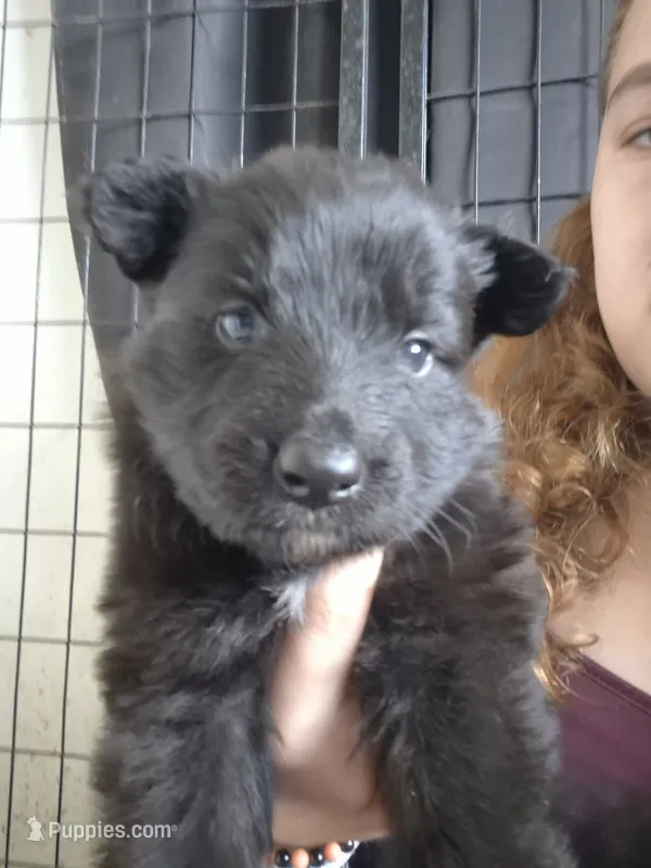  Boo – German Shepherd Dog puppy for sale in Palm Harbor, FL
