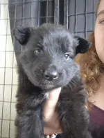  Boo, a female German Shepherd Dog for sale in Palm Harbor, FL – 1 of 7