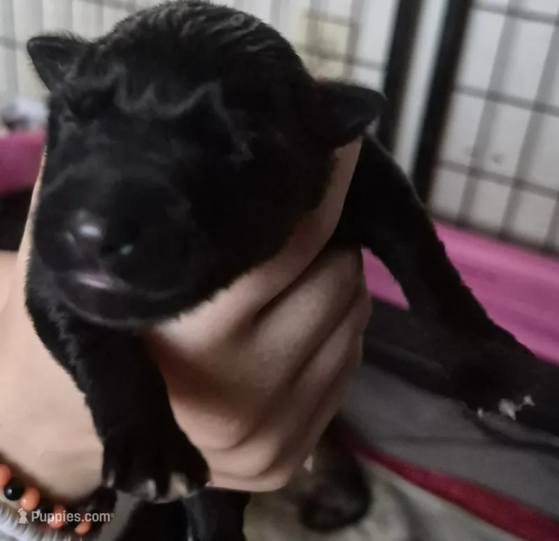 Ghost – German Shepherd Dog puppy for sale in Palm Harbor, FL