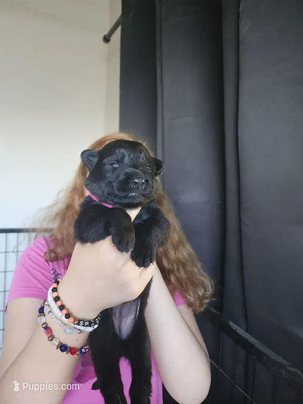  Boo – German Shepherd Dog puppy for sale in Palm Harbor, FL