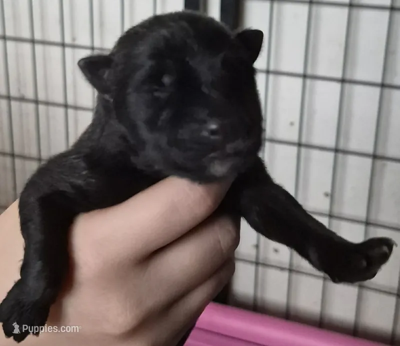 Zombie – German Shepherd Dog puppy for sale in Palm Harbor, FL