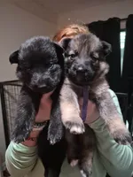Walker, a male German Shepherd Dog for sale in Palm Harbor, FL – 2 of 8