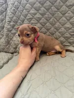 Shelly, a female Chihuahua for sale in Mapleton, MN – Photo 2 of 3