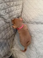 Shelly, a female Chihuahua for sale in Mapleton, MN – Photo 3 of 3