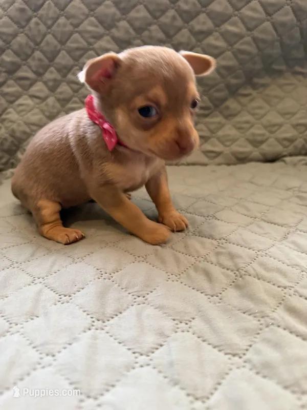 Shelly – Chihuahua puppy for sale in Mapleton, MN