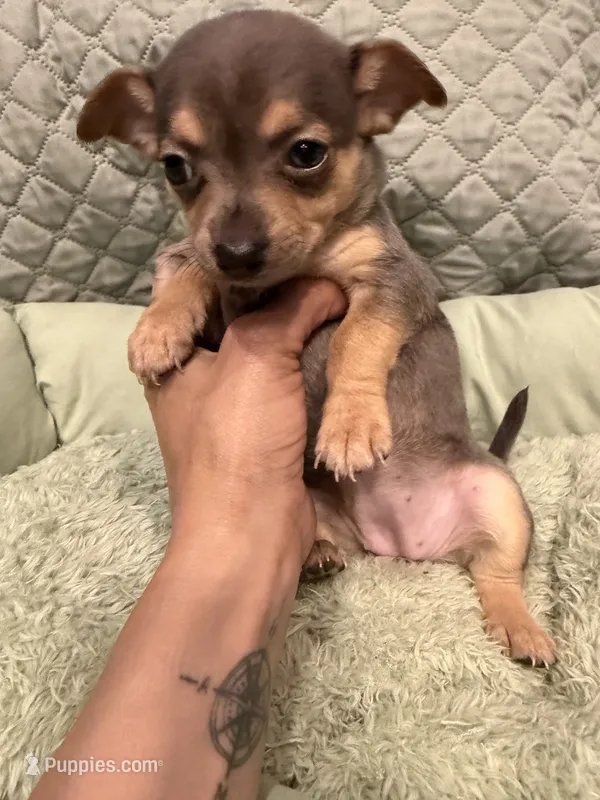 Georgia  – Chihuahua puppy for sale in Mapleton, MN