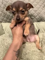 Georgia , a female Chihuahua for sale in Mapleton, MN – 1 of 5