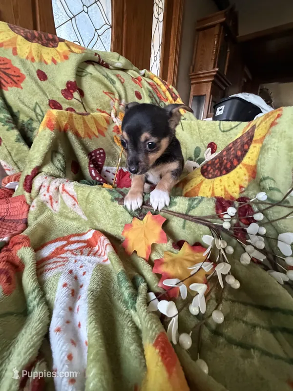 Binx – Chihuahua puppy for sale in Mapleton, MN