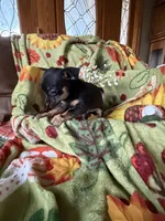 Clarice, a female Chihuahua for sale in Mapleton, MN – 3 of 3